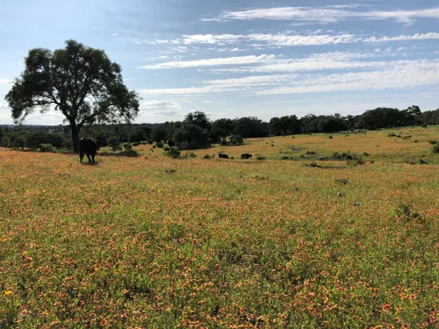 Cattle grazing in spring wildflowers