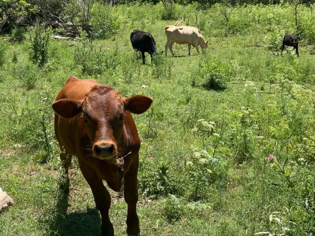 Poco Loco Ranch — Texas Hill Country guest ranch in Boerne
